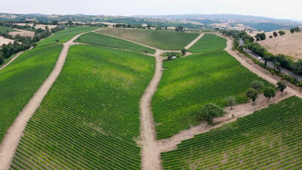 Aerial view of tuscany vineyard