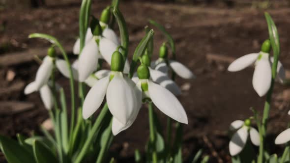 Gentle white snowdrop plant 4K 2160p 30fps UltraHD footage - Close-up of Galanthus nivalis  flower i