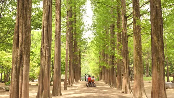 Nami island in Spring South Korea