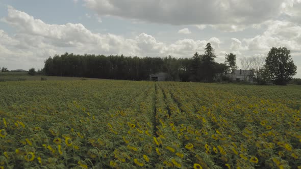 Vast abundance of Sunflowers growing in Northern Maine on farmland