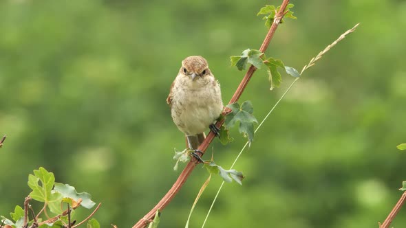 Red-backed shrike (Lanius collurio) female bird 