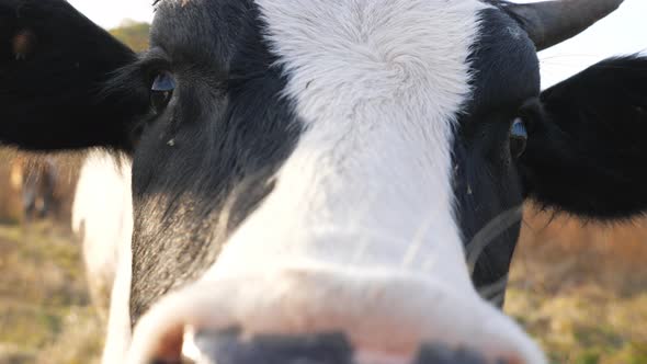 Curious Cow Looking Into Camera and Sniffing It. Cute Friendly Animal Grazing in Meadow Showing