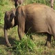 Elephant in Sri Lanka - VideoHive Item for Sale