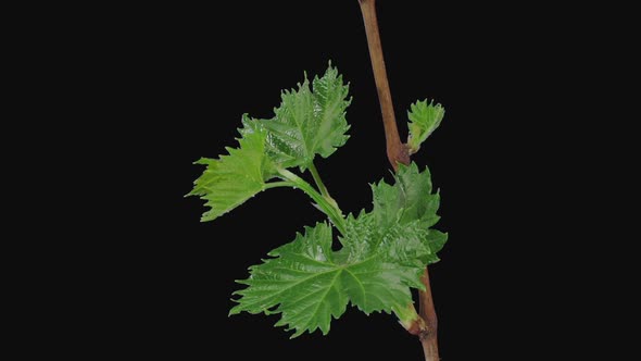 Time-lapse of growing grapevine branch