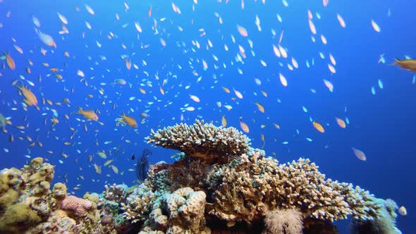 Sea Water Coral Reef