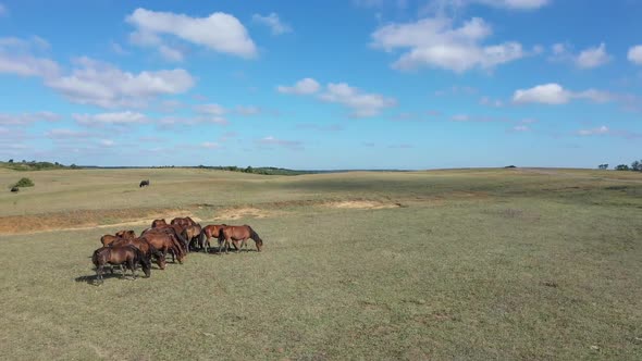 Horse Herd Feeding Aerial View 3
