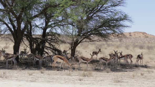 Herd of springbok hiding under a big acacia