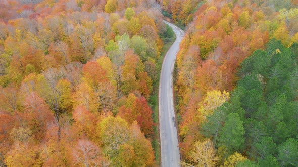 trees and pathway in red and orange colors in autumn, great autumn day