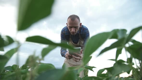 Male Farmer Agronomist Examining Soybean Plants in Cultivated Field