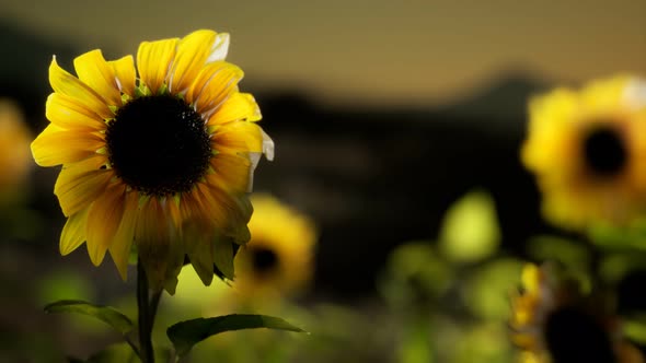 Sunflower Field on a Warm Summer Evening