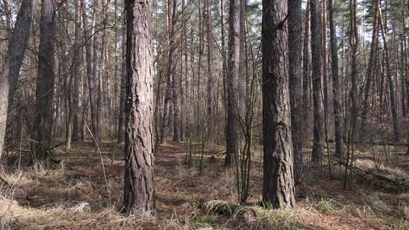 Forest Landscape Aerial View Slow Motion