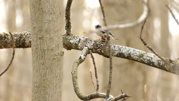 Black throated Blue Warbler looks around and flies through dry trunks