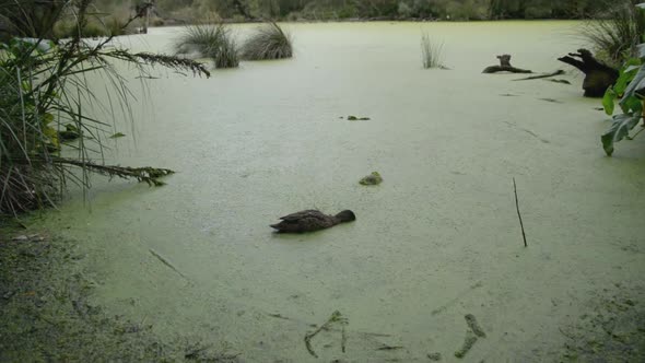 Wild Duck Swimming and Eating on a Pond in Royal National Park,Sydney,Australia