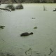 Wild Duck Swimming and Eating on a Pond in Royal National Park,Sydney,Australia - VideoHive Item for Sale