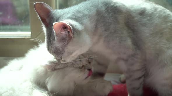 Two Cats Lying On Red Bed At Home In Winter Day