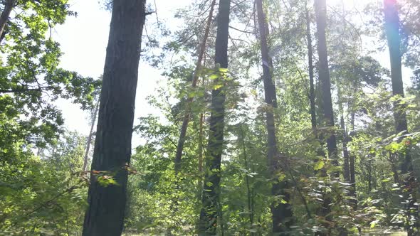 Green Forest with Trees By Day