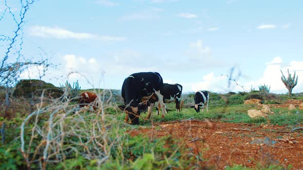 Wide angle view of wild black cows grazing on Curacao North Coast, SLOW MOTION