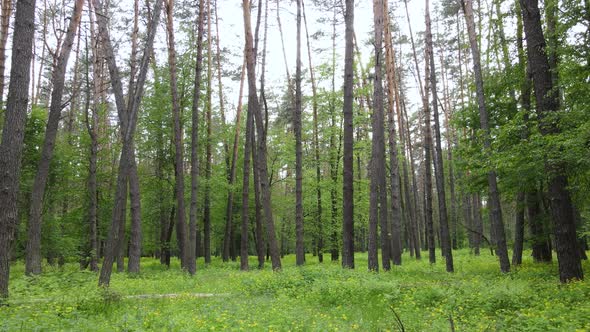 Wild Forest Landscape on a Summer Day