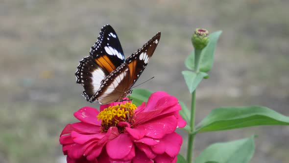 Butterflies perch and fly after feeding from the beautiful pink flower. Natural background with leav