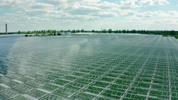 Flying Over a Large Greenhouse with Vegetables