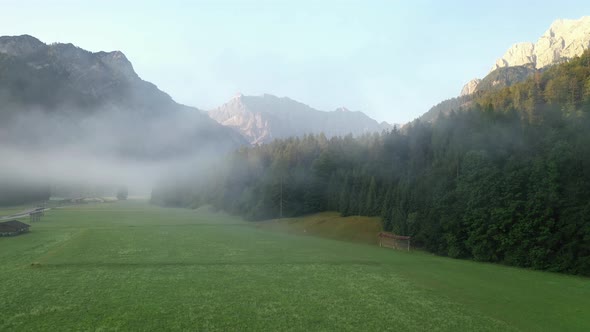 Fog in the forest