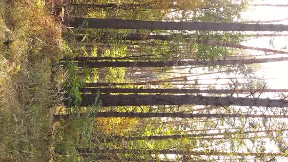 Vertical Video of a Forest Landscape on an Autumn Day in Ukraine