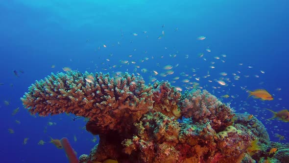 Beautiful Coral Garden