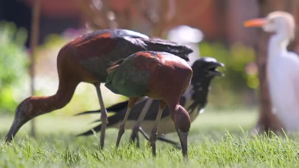 Glossy Ibis Wild Bird Also Known As Plegadis Falcinellus Walking on Green Lawn in Summer