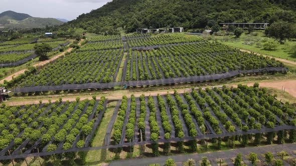 Aerial view of Kampot pepper plantation, Phnom Voar mountain, Cambodia.