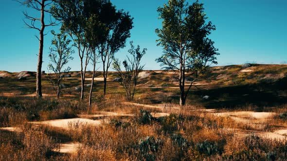 Natural Area with a Tree Grasses and Bare Sand