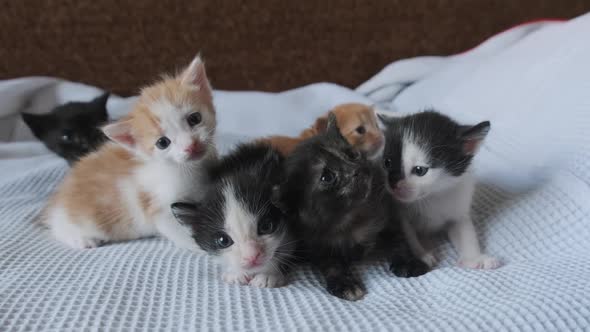 Six Newborn Little Kittens Crawling on White Background. Group of Cute Kittens