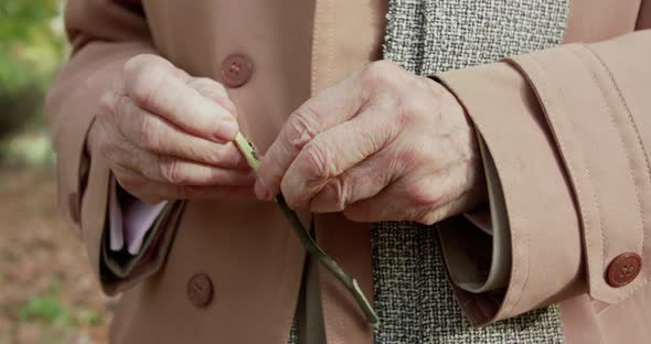 Close View of Old Wrinkled Male Hands Hews Birch Twig in Sunny Green Park