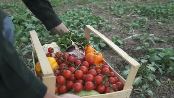 Farmer Holding a Box of Freshly Picked Organic Vegetables