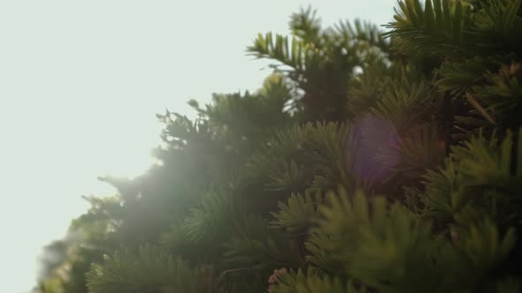 Close Up View of Formal Garden Bush 