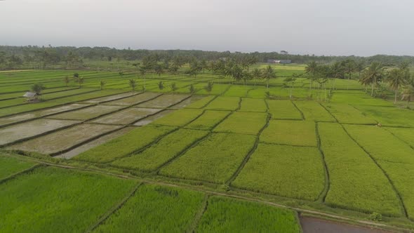 Rice Terraces and Agricultural Land in Indonesia