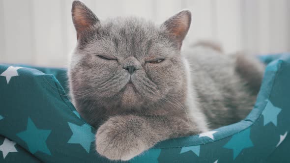 Sleeping Grey Cat in Cat Bed