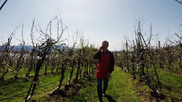 Farmer talking on mobile phone while walking through vineyard 4k
