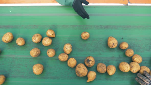 A Person Sorts Cultivated Potatoes on a Working Conveyor, Top View.