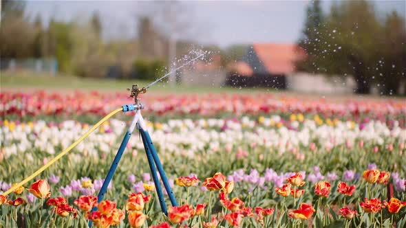 Agriculture - Water Sprinkler Watering Tulips at Flower Plantation Farm.