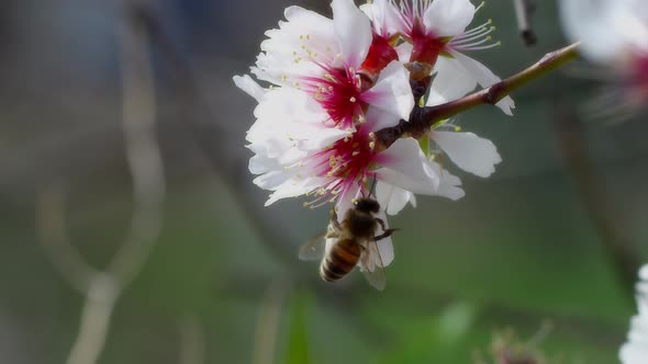 Bee On Flower 59
