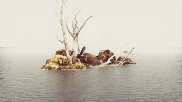 The Rock Around Fog Wave