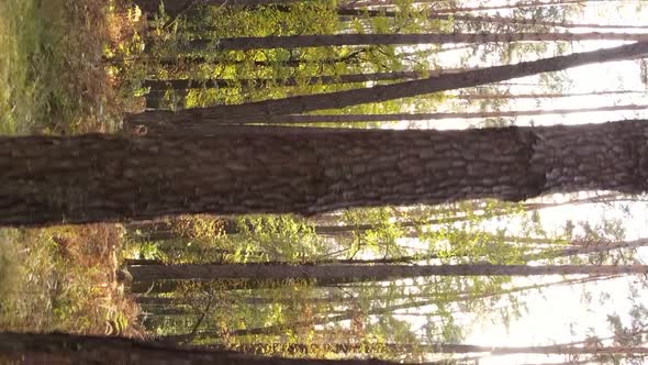 Vertical Video of an Autumn Forest During the Day in Ukraine