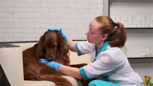 veterinarian listens to a dog using a phonedoscope. 