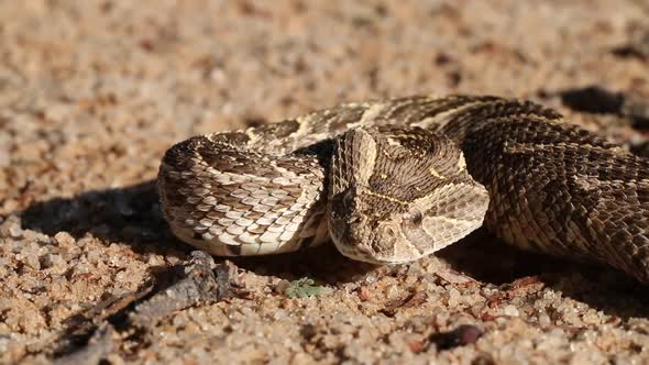 Portrait Of A Defensive Puff Adder 