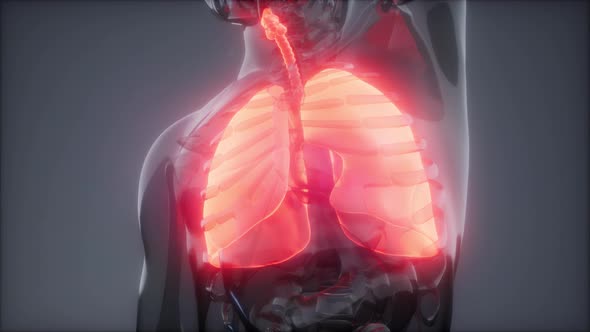 Human Lungs Radiology Exam