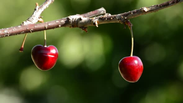 Two Cherries Hanging at Branch
