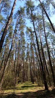 Vertical Video of the Forest Landscape Slow Motion