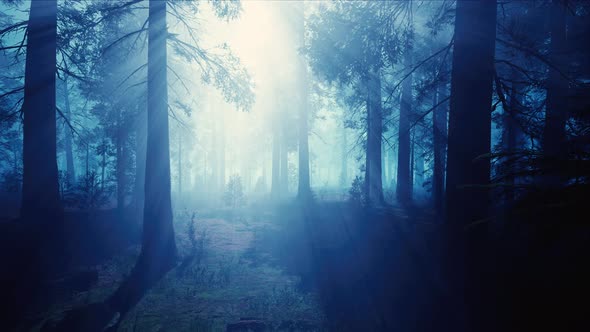 Sunshine with Blue Foggy Forest