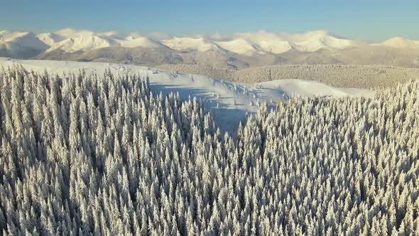 Aerial view of winter landscape with mountain hills covered with evergreen pine forest after