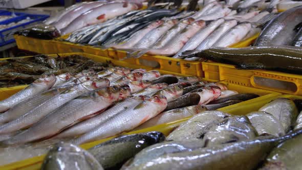 Fresh Sea Fish in Ice Sold on the Showcase of Seafood Street Market.